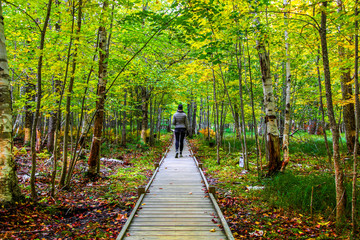 Female hiker on Jesup Trail wooden footpath among the fall foliage