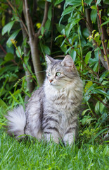 Naklejka na ściany i meble Beautiful long haired cat of siberian breed, hypoallergenic animal of livestock in a garden