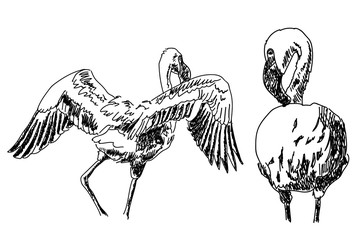 Drawing of flamingo birds