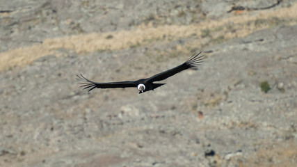 A condor looking for food