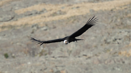 A condor looking for food