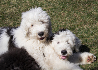 Old English Sheepdog Puppies