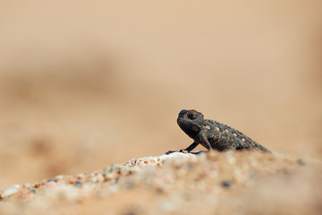 Baby Namaqua chameleon