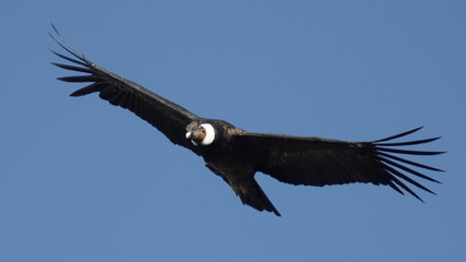 An old condor turning