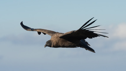 Fototapeta na wymiar Close up of a condor