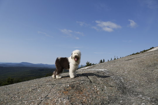 An old English Sheepdog standing atop a mountain in New Hampshire, looking over the view