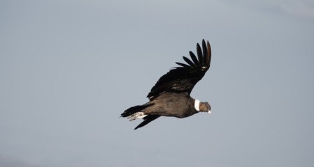 Condor side view