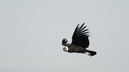 Male condor flying