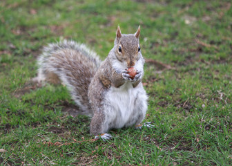 Squirrel standing on the grass holding an acorn