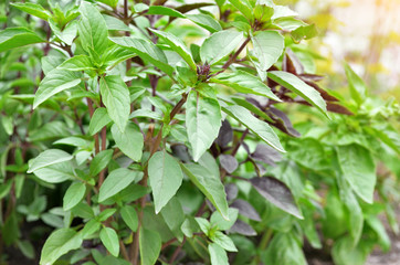 Fresh green basil growing in the garden. Close-up, selective focus