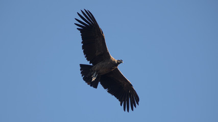 Young male condor