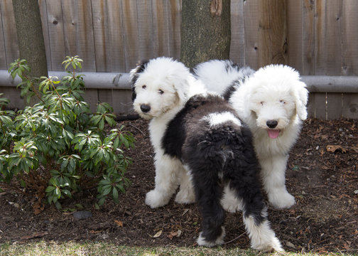 Old English sheepdog puppies playing in the backyard