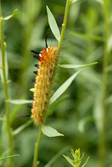 AZ Caterpillar