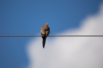 Low angle horizontal view of pretty mourning dove perched on wire in dappled light against soft focus clouds and sky background in summer