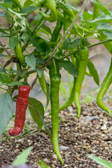 伏見トウガラシ