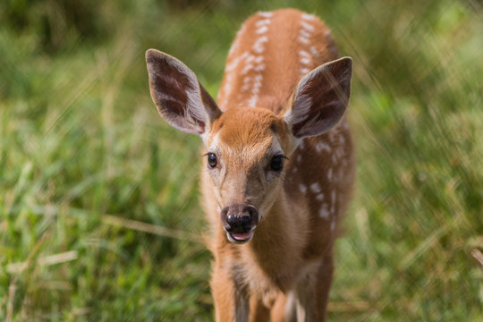 Young deer, Cervidae, standing in grass on a sunny summer afternoon