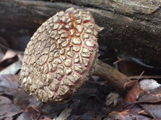 キクバナイグチ