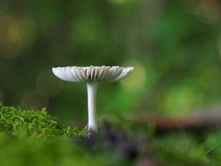 ヒメコナカブリツルタケ