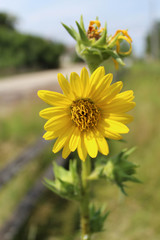 Compass plant at Morton Grove, Illinois' restored tallgrass prairie at Linne Woods