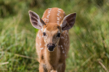 Young deer, Cervidae, standing in grass on a sunny summer afternoon