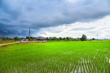 Fototapeta na wymiar Landscape green rice field with electric pole high voltage and mountian in Asian countryside