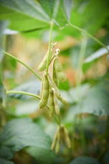 Green soybean on the tree - Young soybean seeds on the plant growing in the agriculture