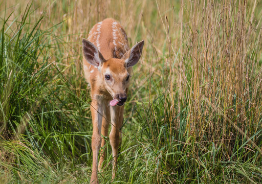 Young deer, Cervidae, standing in grass on a sunny summer afternoon