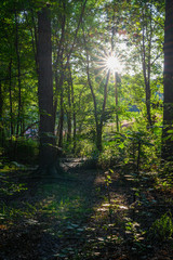 Sun Star in the woods