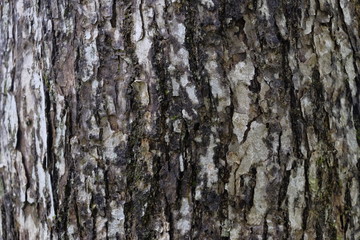 樹皮