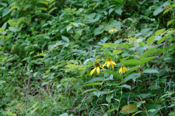 オオハンゴンソウ