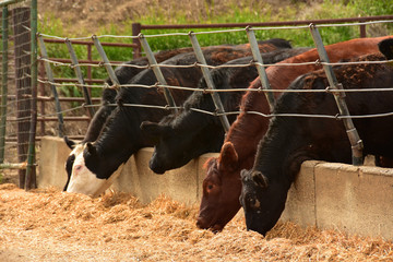 Beef cattle eating in feedlot on the northern plains.