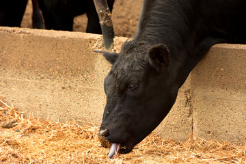 Beef cattle eating in feedlot on the northern plains.