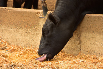 Beef cattle eating in feedlot on the northern plains.