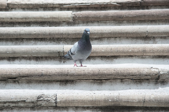 Paloma en escaleras