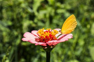 mariposa en flor san miguelito