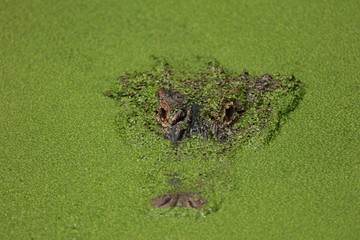 Close up of an alligator camouflaged by duckweek in a swamp