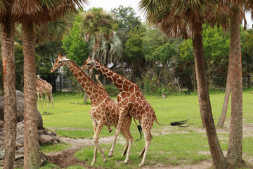 Giraffe trying hard to mate (genus Giraffa) with female