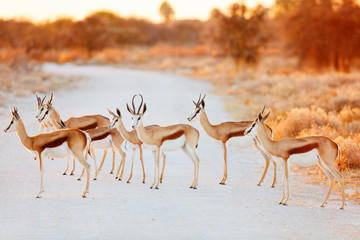 Springbok herd crossing road
