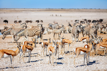 Fototapeta na wymiar Many animals at waterhole in Etosha Namibia