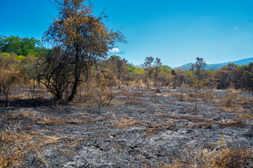 Forest with burnt bushes and trees during dry season
