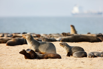 Fototapeta premium Seal colony in Namibia