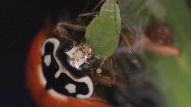 Lady beetle capturing aphids 1315 20