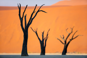 Dead camelthorn trees against red dunes