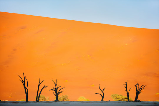 Dead camelthorn trees against red dunes © BlueOrange Studio