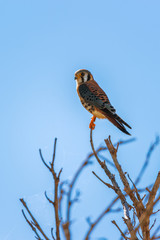 Male American kestrel in Flamingo Campground.Everglades National Park.Florida.USA