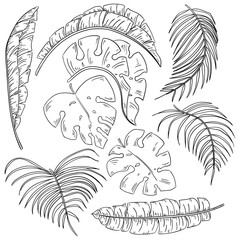 Tropical plants leaf set, isolated on white background.