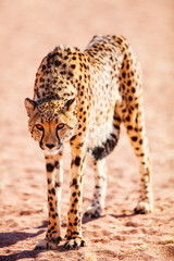 Close up of cheetah
