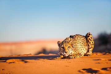 Cheetah in dunes