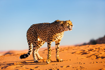 Cheetah in dunes