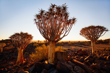 Quiver tree forest in Namibia